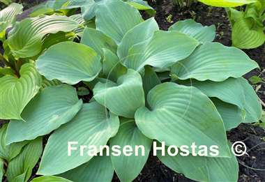 Hosta Lederhosen