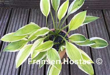 Hosta Lemon Candy