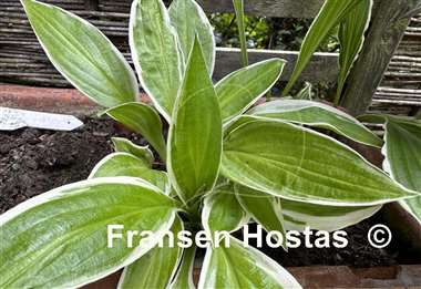 Hosta Lemon Candy