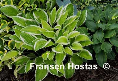 Hosta Lemon Candy