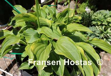 Hosta Lemon Delight