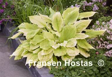 Hosta Lemon Feather