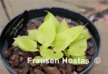 Hosta Lemon Kiss