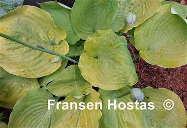 Hosta Lemon Meringue