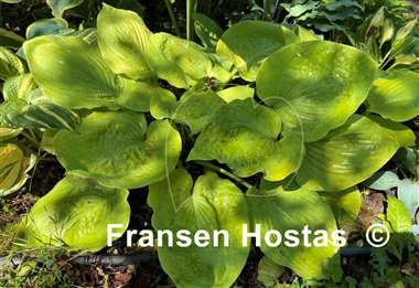 Hosta Lemon Meringue