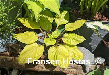 Hosta Lemon Snap