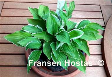 Hosta Lemon Sorbet