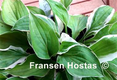 Hosta Lemon Sorbet