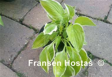 Hosta Lemon Sorbet