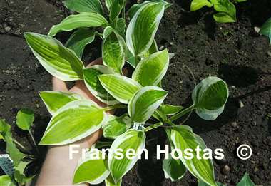 Hosta Lemon candy