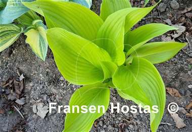 Hosta Leo