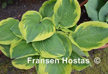 Hosta Leola Fraim