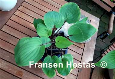 Hosta Leopard Legs