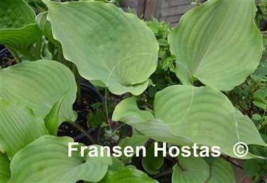 Hosta Leopard Legs