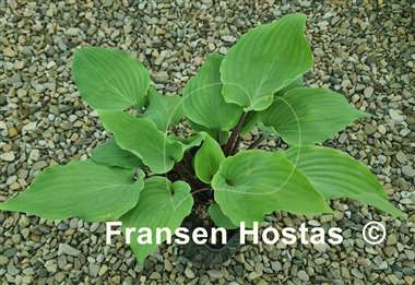 Hosta Leopard Legs