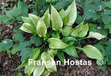 Hosta Let's Play Darts