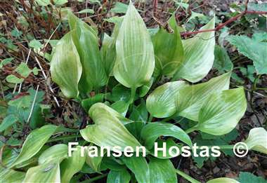 Hosta Let's Play Darts