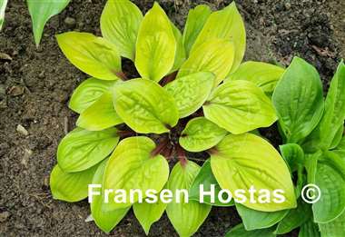 Hosta Lettuce Wrap