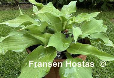 Hosta Lewis and Clark