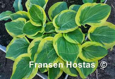 Hosta Li'l Abner