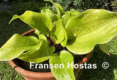 Hosta Li'l Smooch