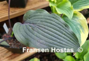 Hosta Liam's Smile