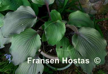Hosta Liam's Smile