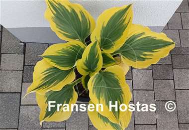 Hosta Liberty