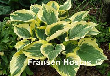 Hosta Liberty