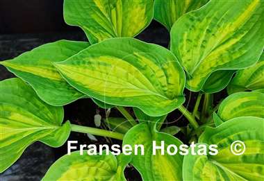 Hosta Light of Day