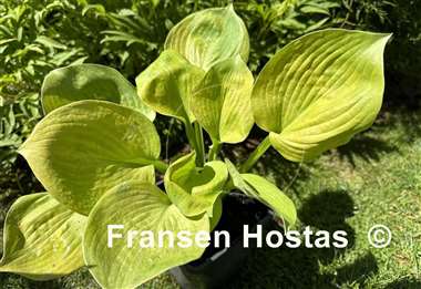 Hosta Light of Zetar