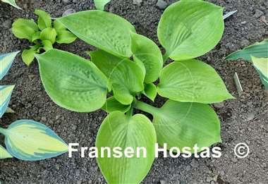 Hosta Light of Zetar