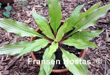 Hosta Light the Match