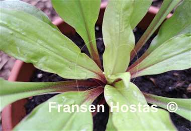 Hosta Light the Match