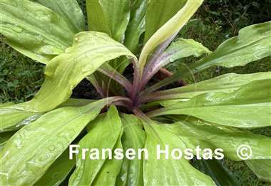 Hosta Light the Match