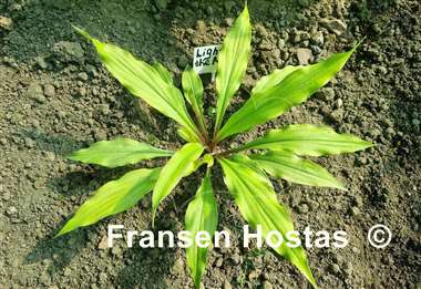 Hosta Light the Match