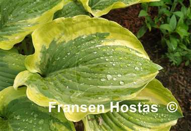 Hosta Lime Smoothie