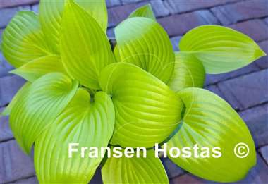 Hosta Limetini