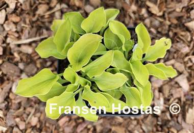 Hosta Limey Lisa