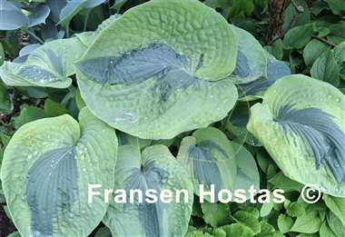 Hosta Linda Sue