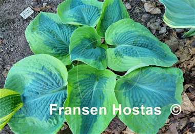 Hosta Linda Sue