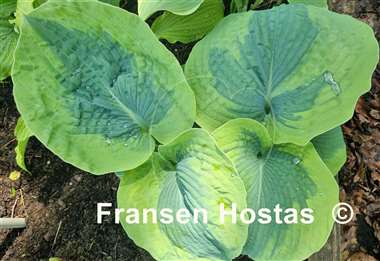 Hosta Linda Sue