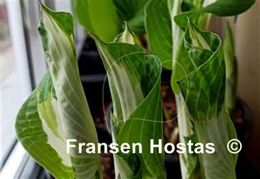 Hosta Lionheart