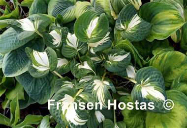Hosta Lionheart