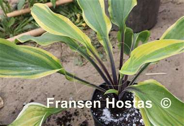 Hosta Lipstick Blush