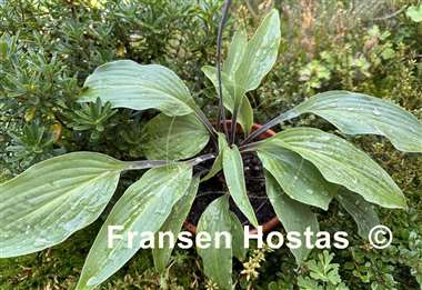 Hosta Lipstick Sister