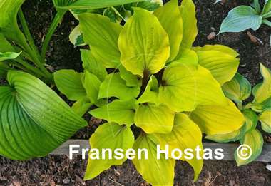 Hosta Lipstick Sunset