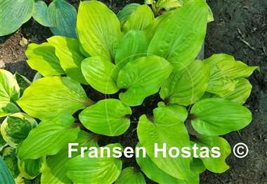 Hosta Lipstick Sunset