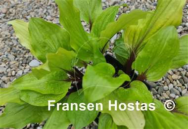 Hosta Lipstick Sunset