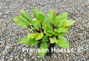 Hosta Lipstick Sunset